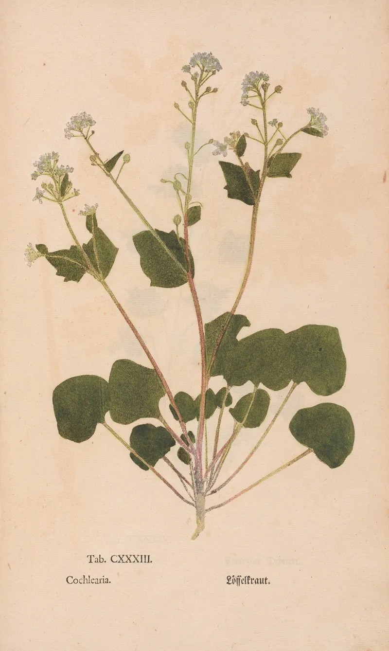 Ectypa Vegetabilium Pl 133