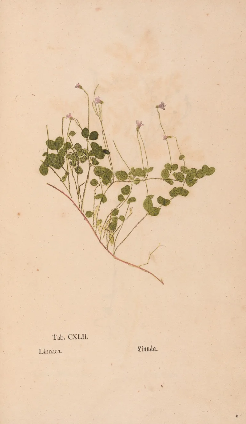 Ectypa Vegetabilium Pl 142