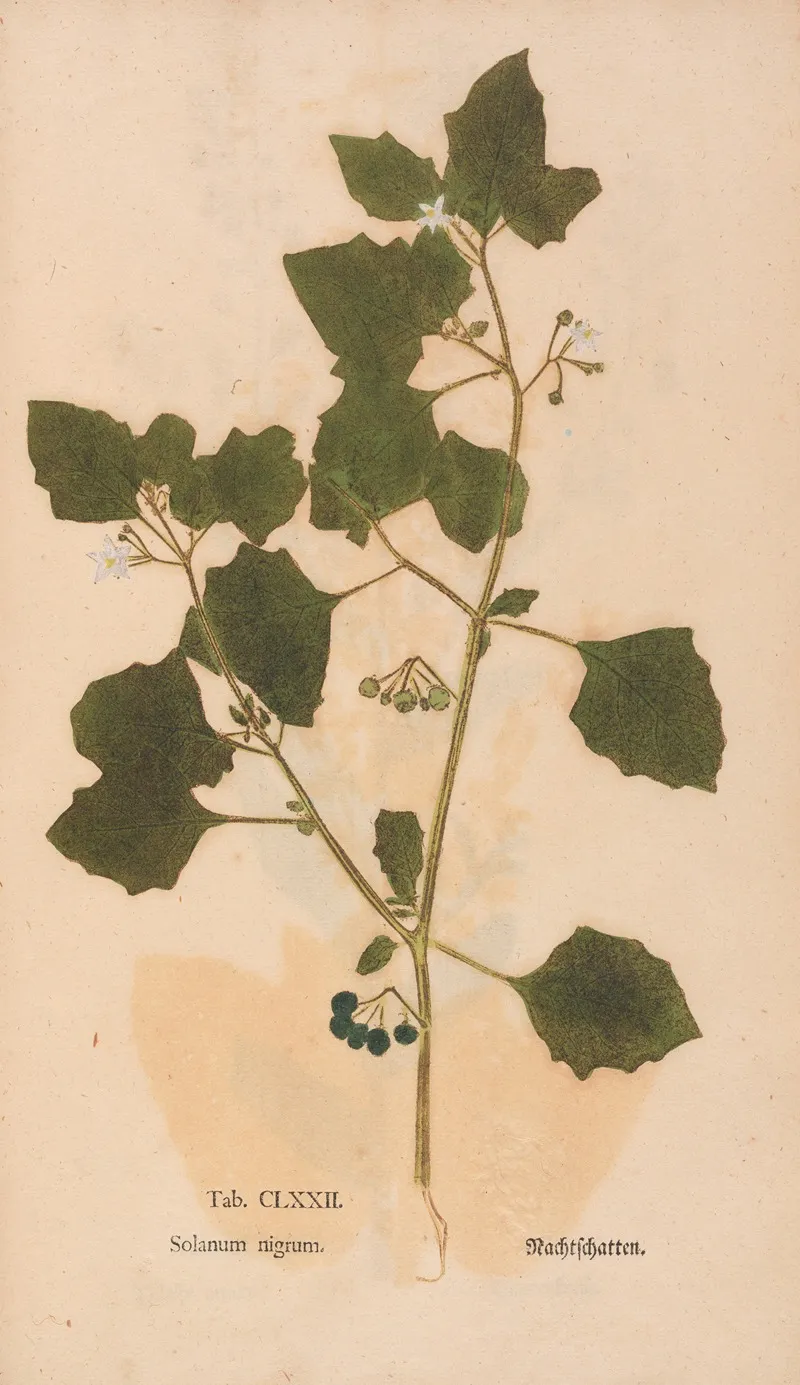 Ectypa Vegetabilium Pl 172