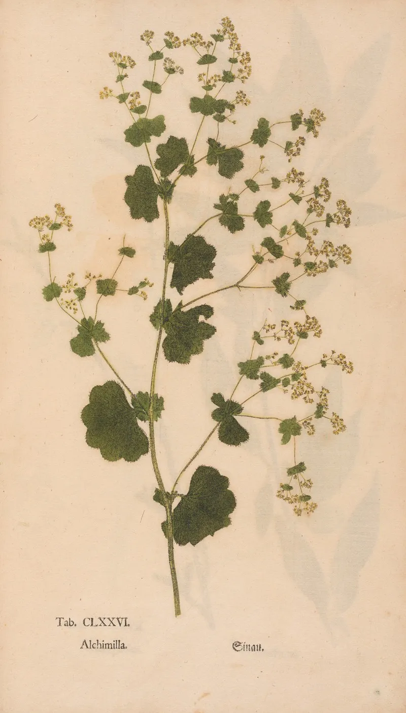 Ectypa Vegetabilium Pl 176