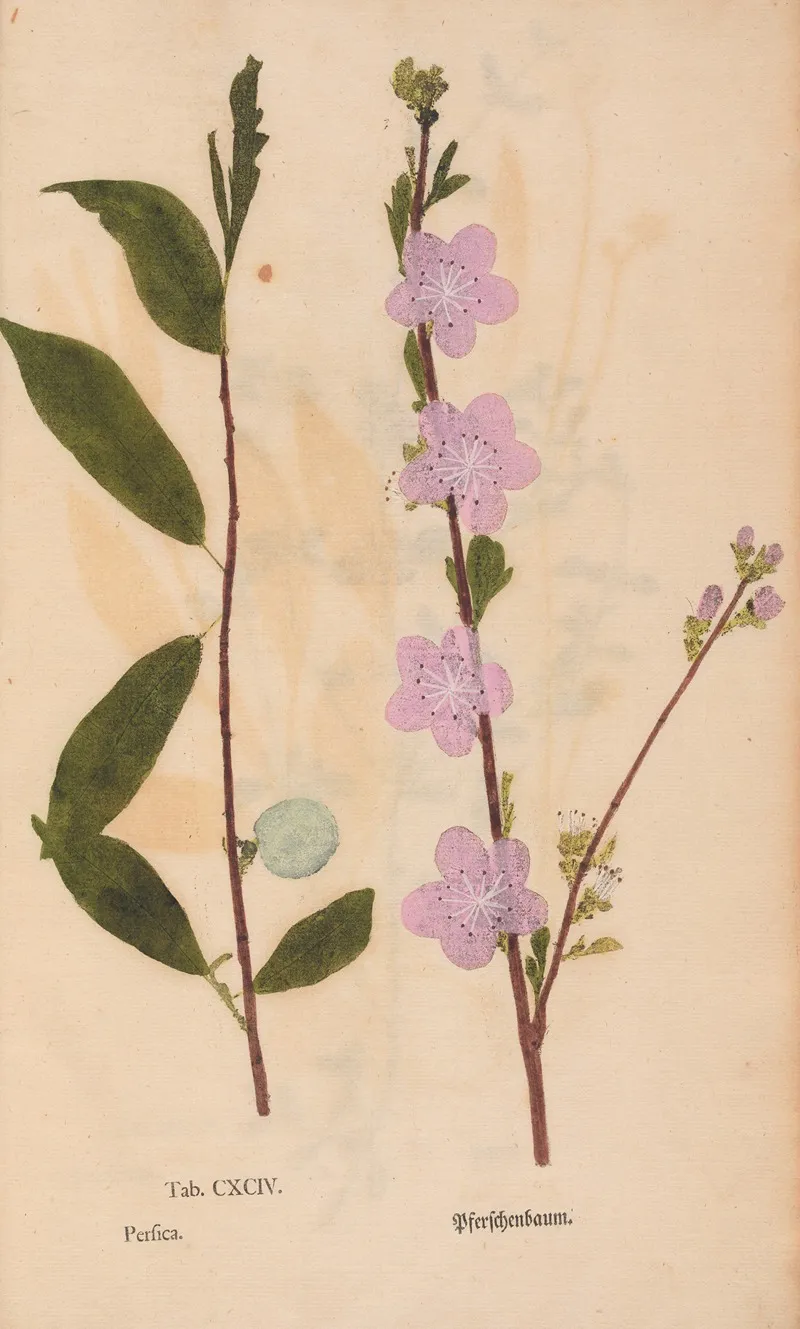 Ectypa Vegetabilium Pl 194