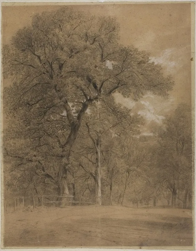 Edge Of A Forest