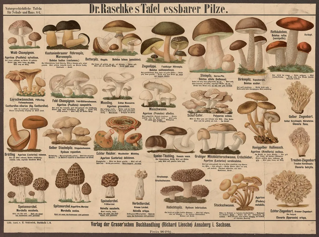 Edible Mushrooms by E. Schiewick - Canvas Print