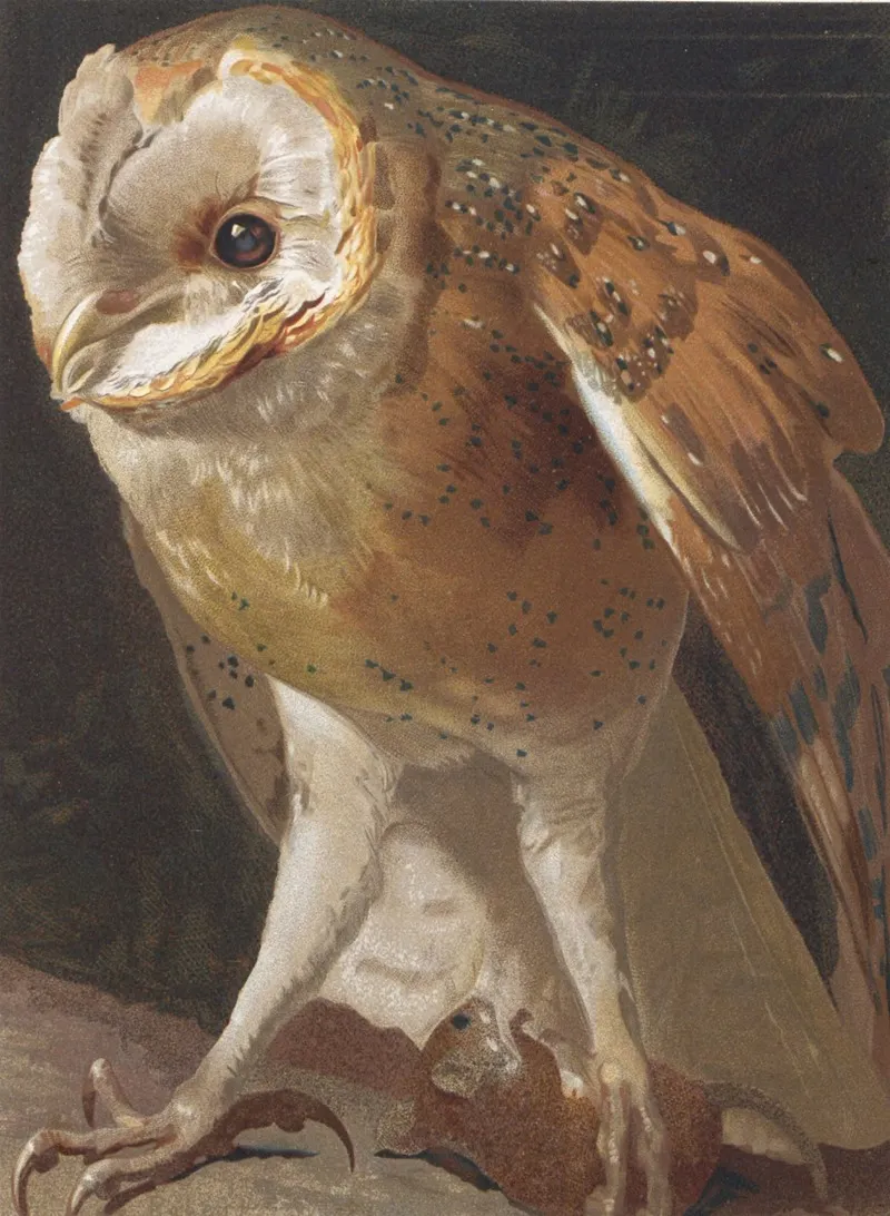 Effraie by Léo-Paul Robert - Canvas Print