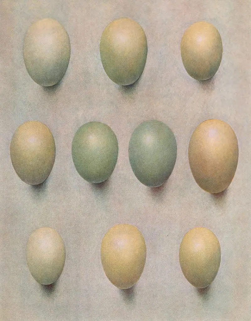 Eggs Of British Diving Ducks