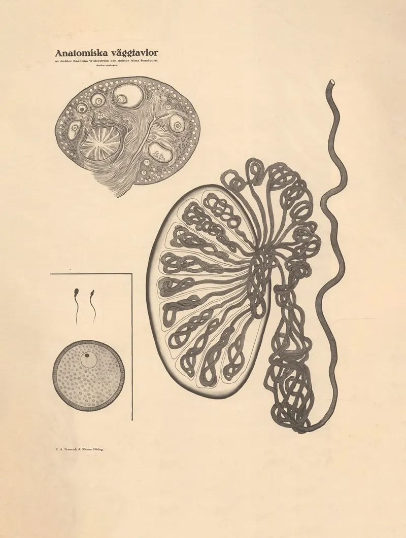 Eggs Sperm Etc by Karolina Widerström - Canvas Print