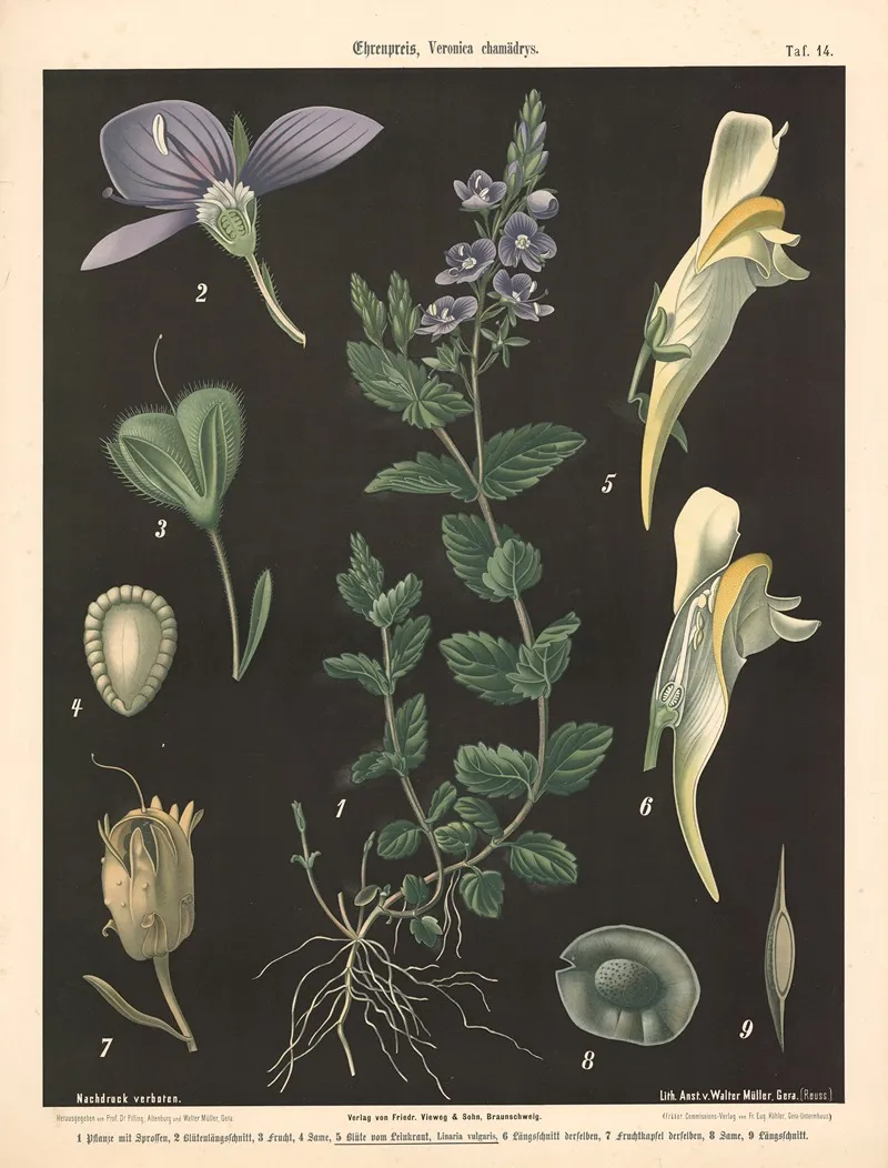 Ehrenpreis Veronica Chamadrys