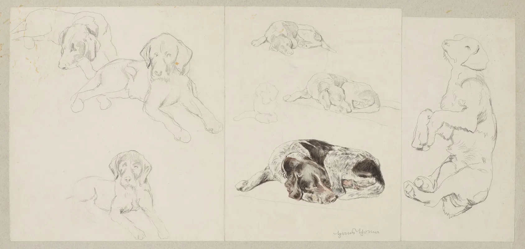 Eight Studies Of A German Pointer