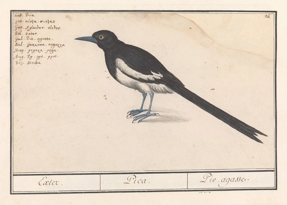 Ekster Pica Pica