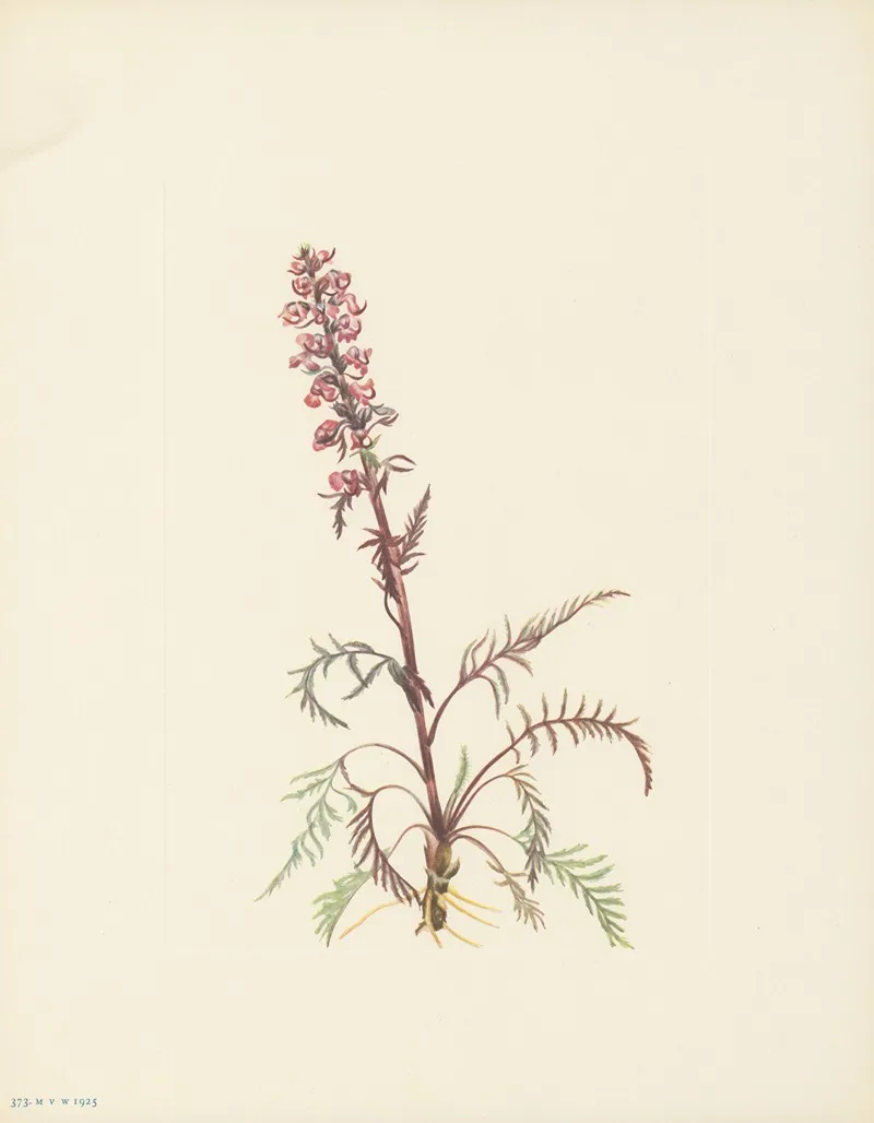 Elephanthead Pedicularis Groenlandica 3