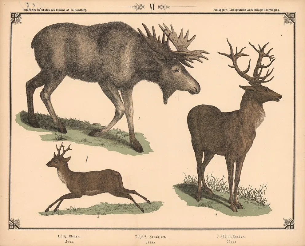 Elg Kronhjort Og Radyr