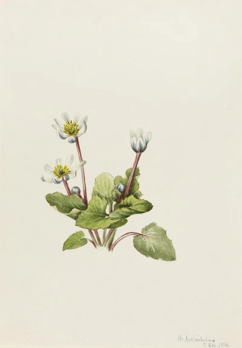 Elkslip Caltha Leptosepala 2