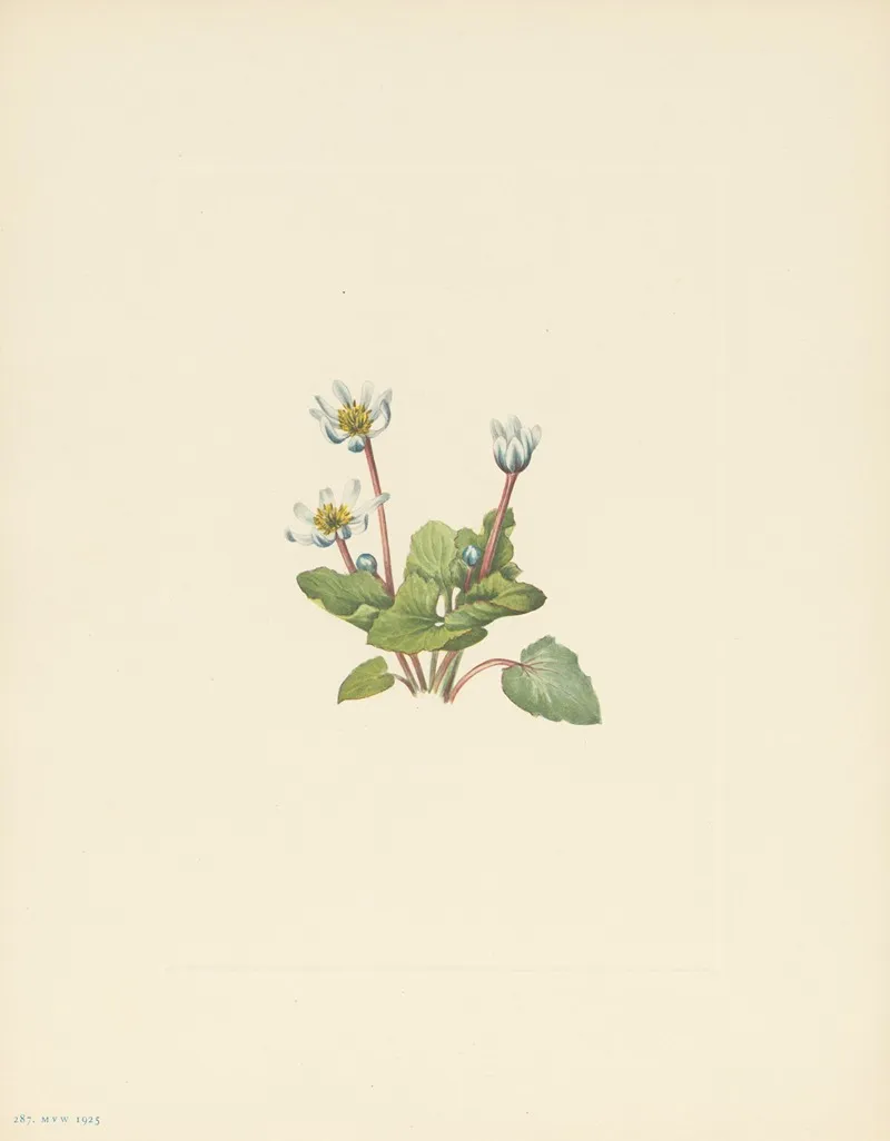 Elkslip Caltha Leptosepala 3