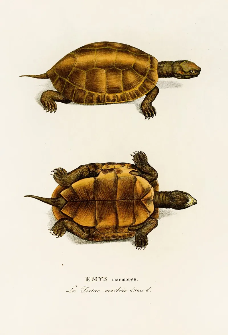 Emys Marmorea