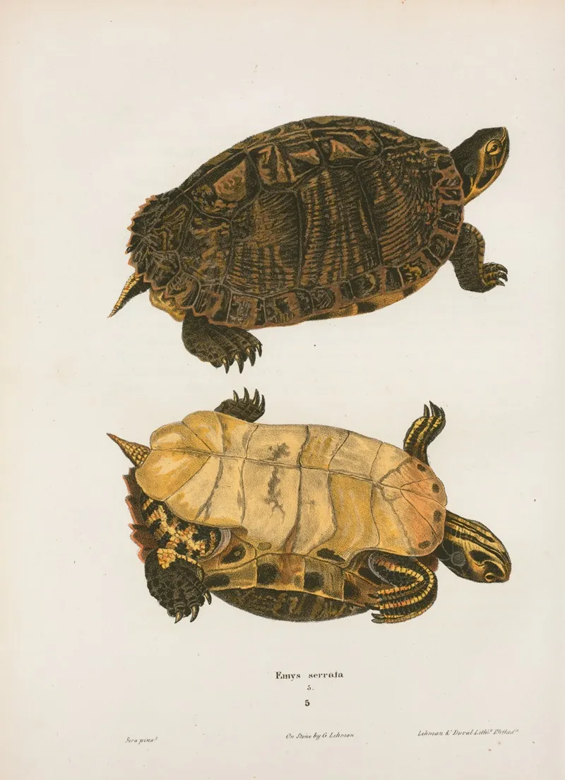 Emys Picta by John Edwards Holbrook - Canvas Print