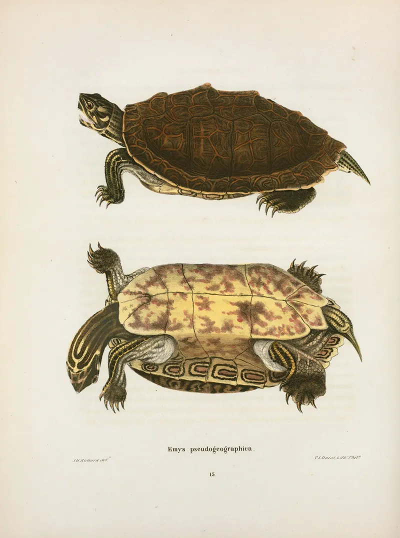 Emys Pseudo Geographica by John Edwards Holbrook - Canvas Print