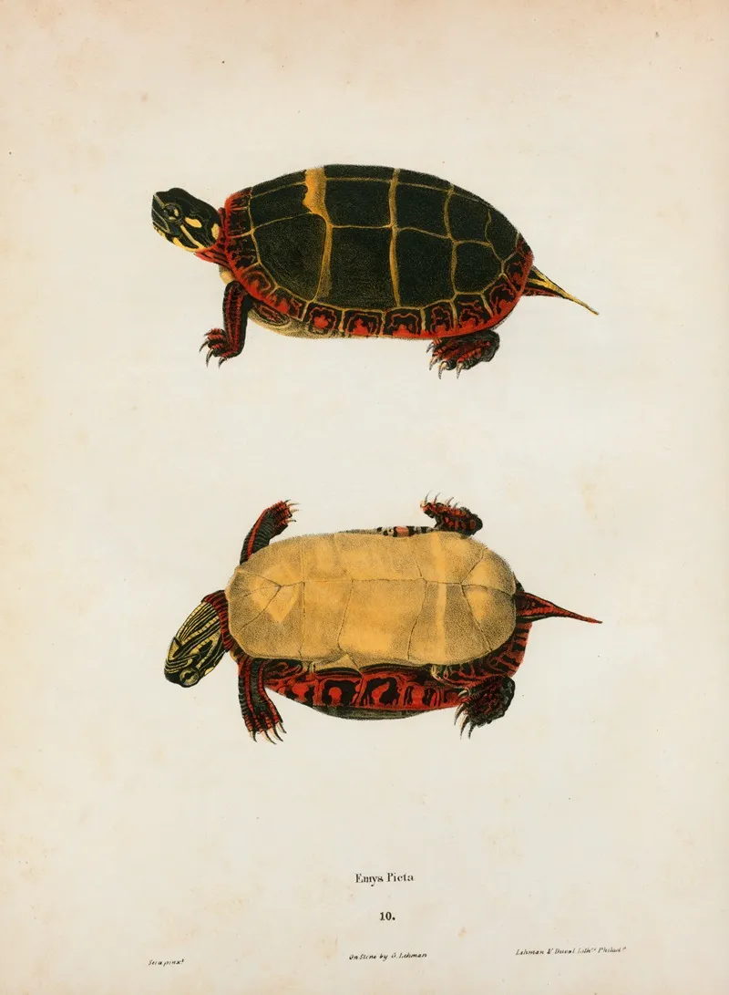 Emys Serrata by John Edwards Holbrook - Canvas Print