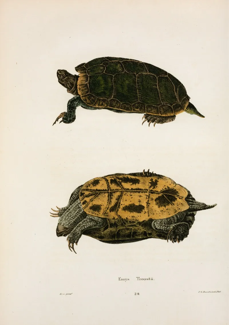 Emys Troostii by John Edwards Holbrook - Canvas Print