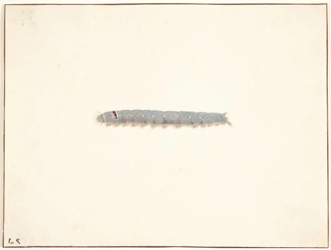 En Natsommerfuglelarve