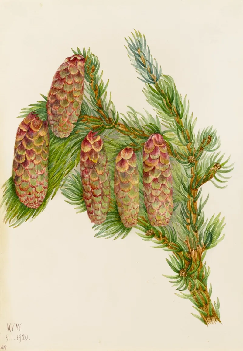 Engelmann Spruce Picea Engelmanni 2