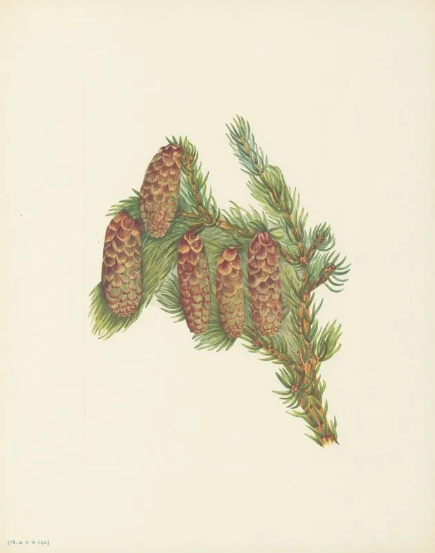 Engelmann Spruce Picea Engelmanni 3