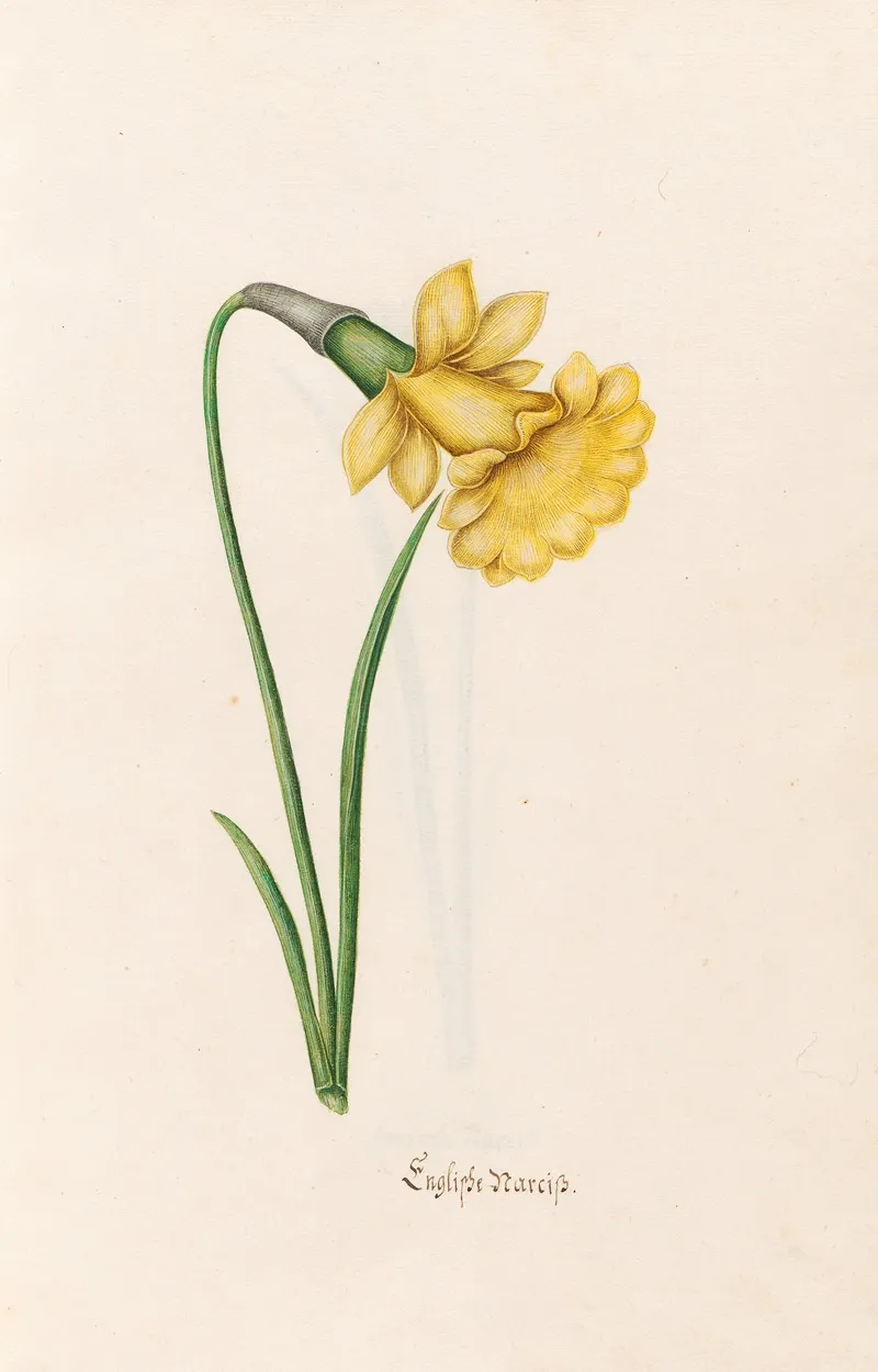 Englishe Narciss