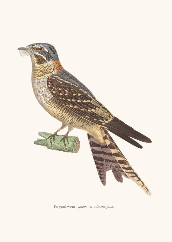 Engoulevent Queue En Ciseaux Female