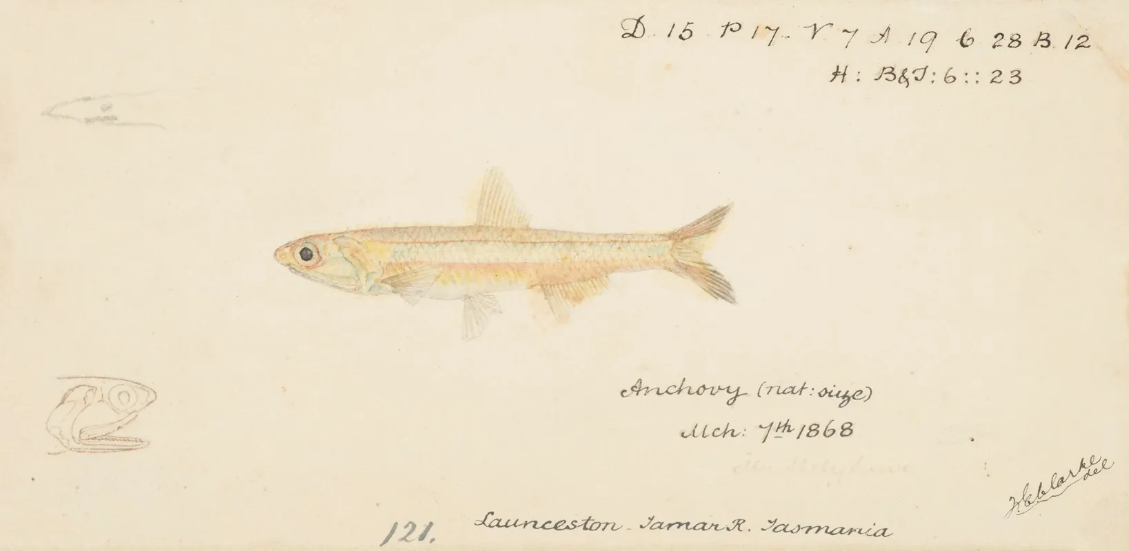 Engraulis Australis Tas Anchovy