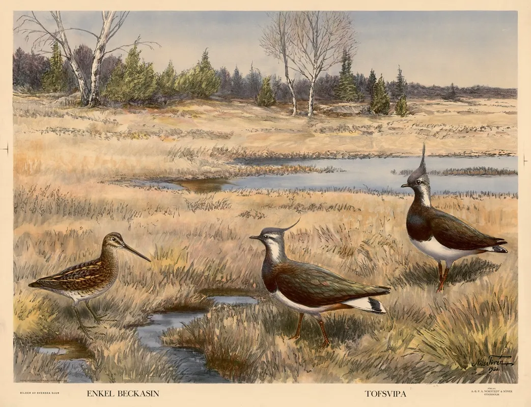 Enkel Beckasin Tofsvipa