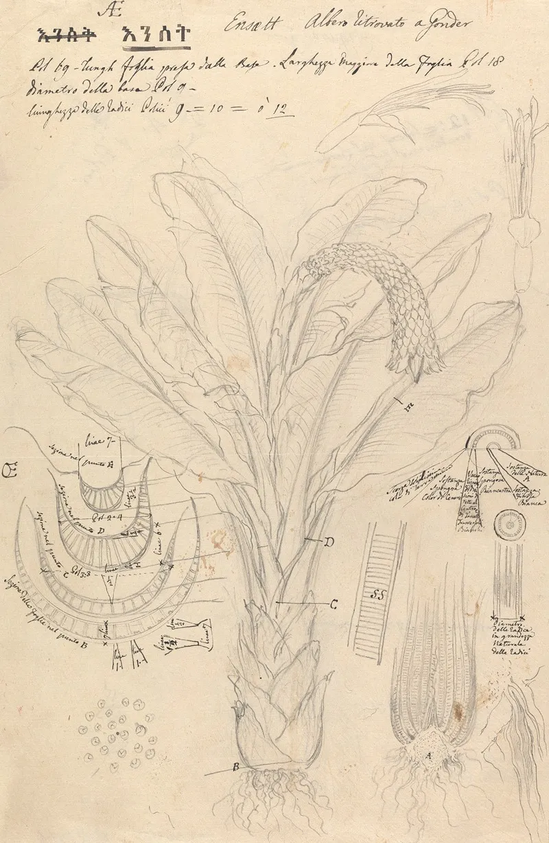 Ensete Ventricosum 2 by Luigi Balugani - Canvas Print