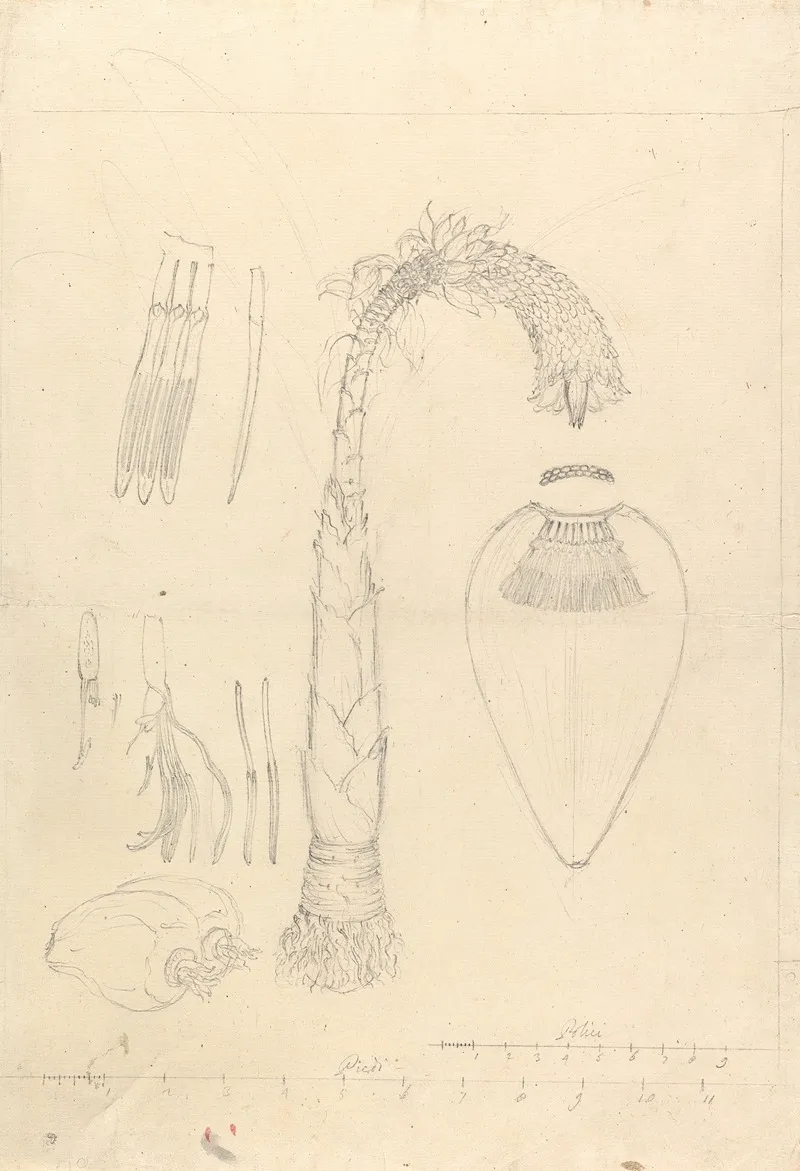 Ensete Ventricosum by Luigi Balugani - Canvas Print