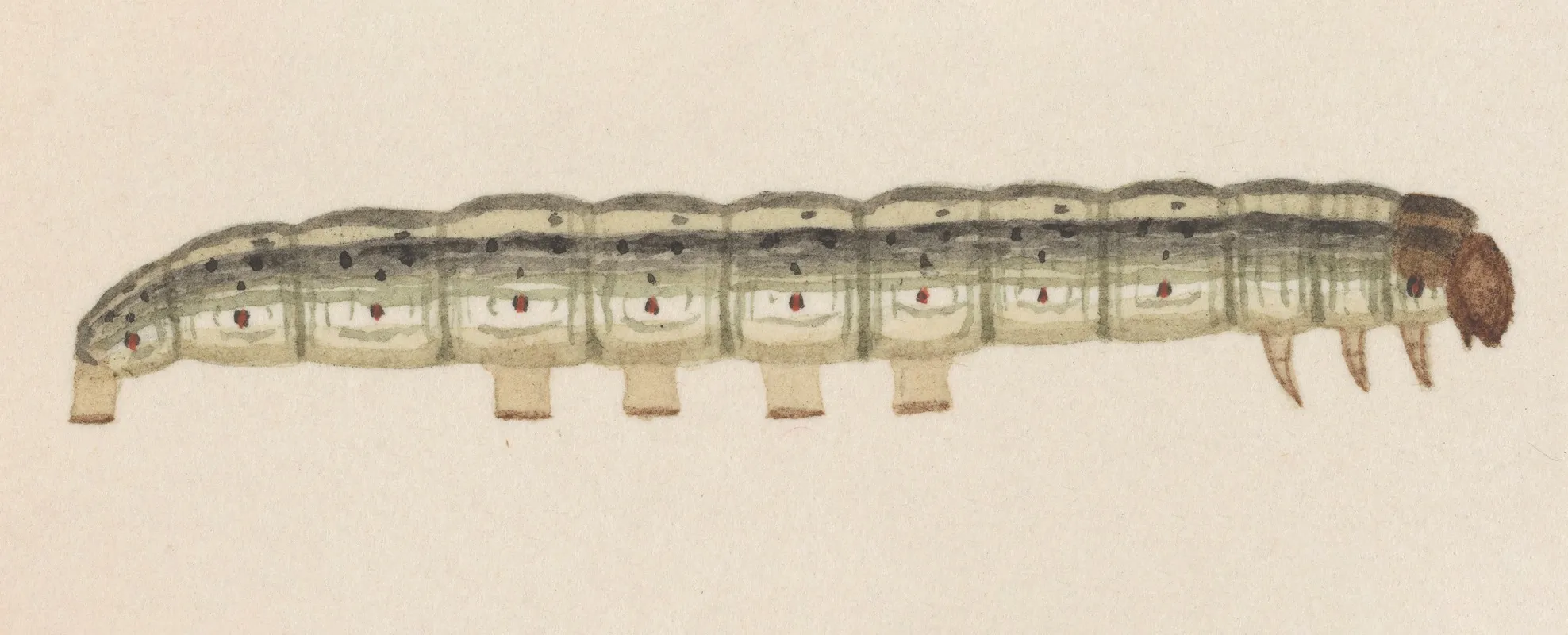 Entomology Watercolour Pl 014