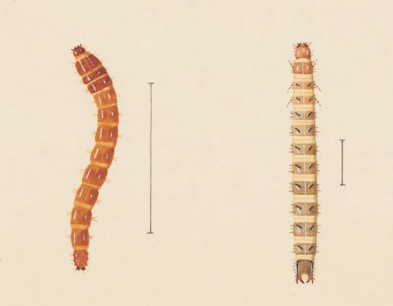 Entomology Watercolour Pl 018