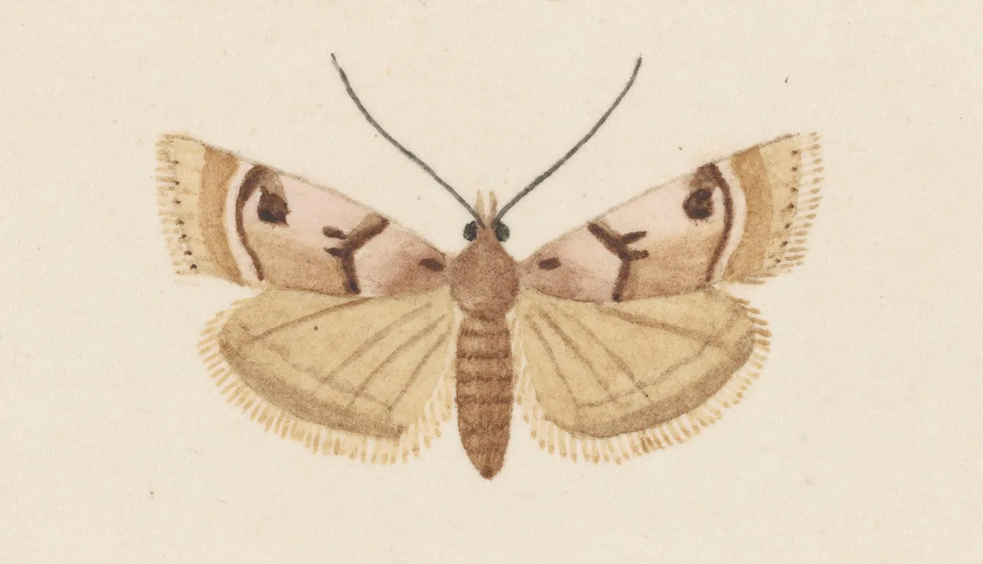 Entomology Watercolour Pl 034