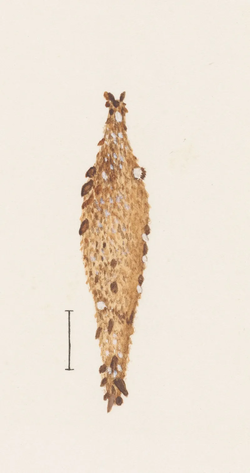 Entomology Watercolour Pl 062