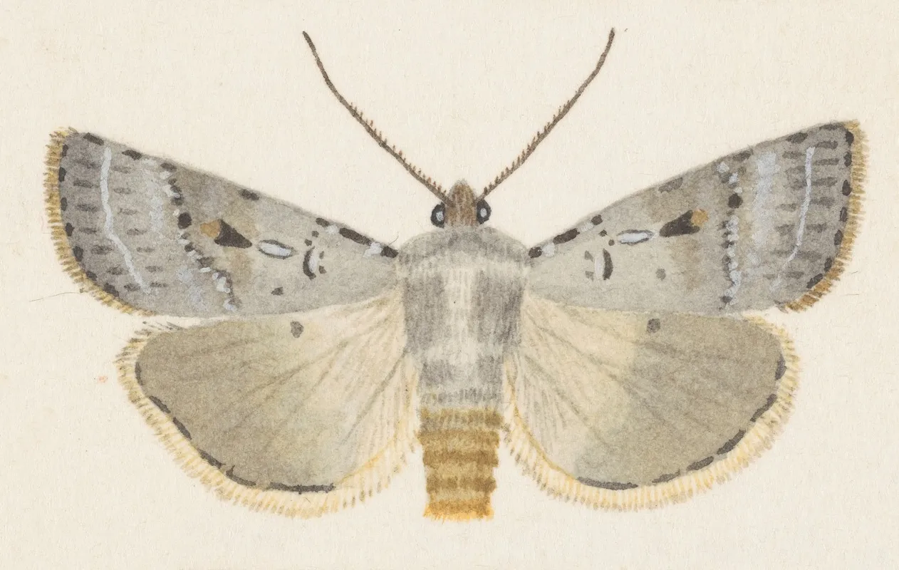 Entomology Watercolour Pl 070