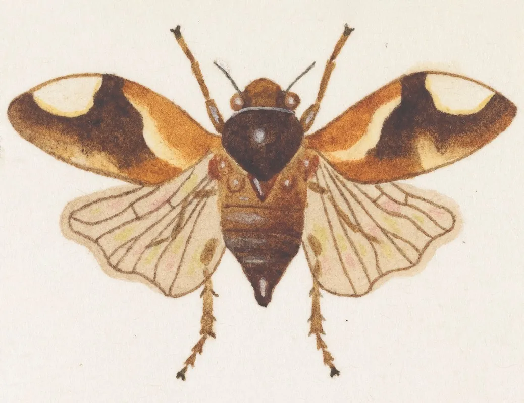 Entomology Watercolour Pl 075