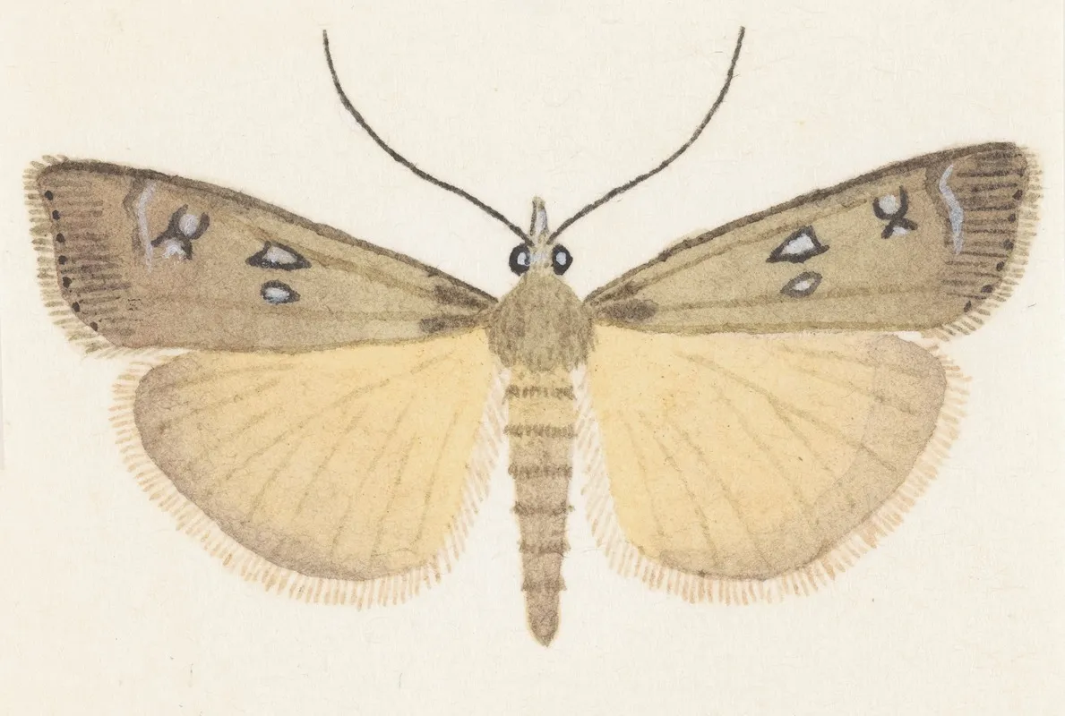 Entomology Watercolour Pl 076