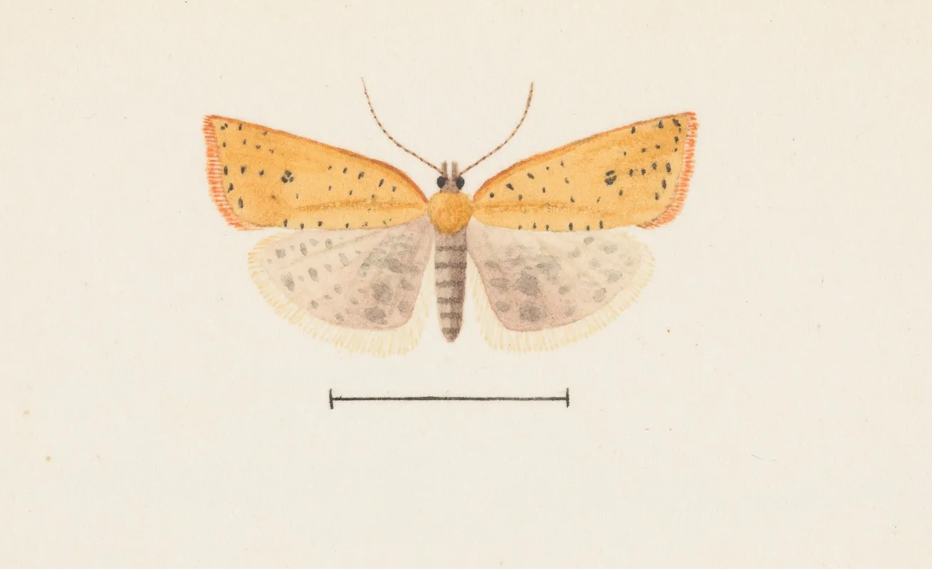 Entomology Watercolour Pl 099