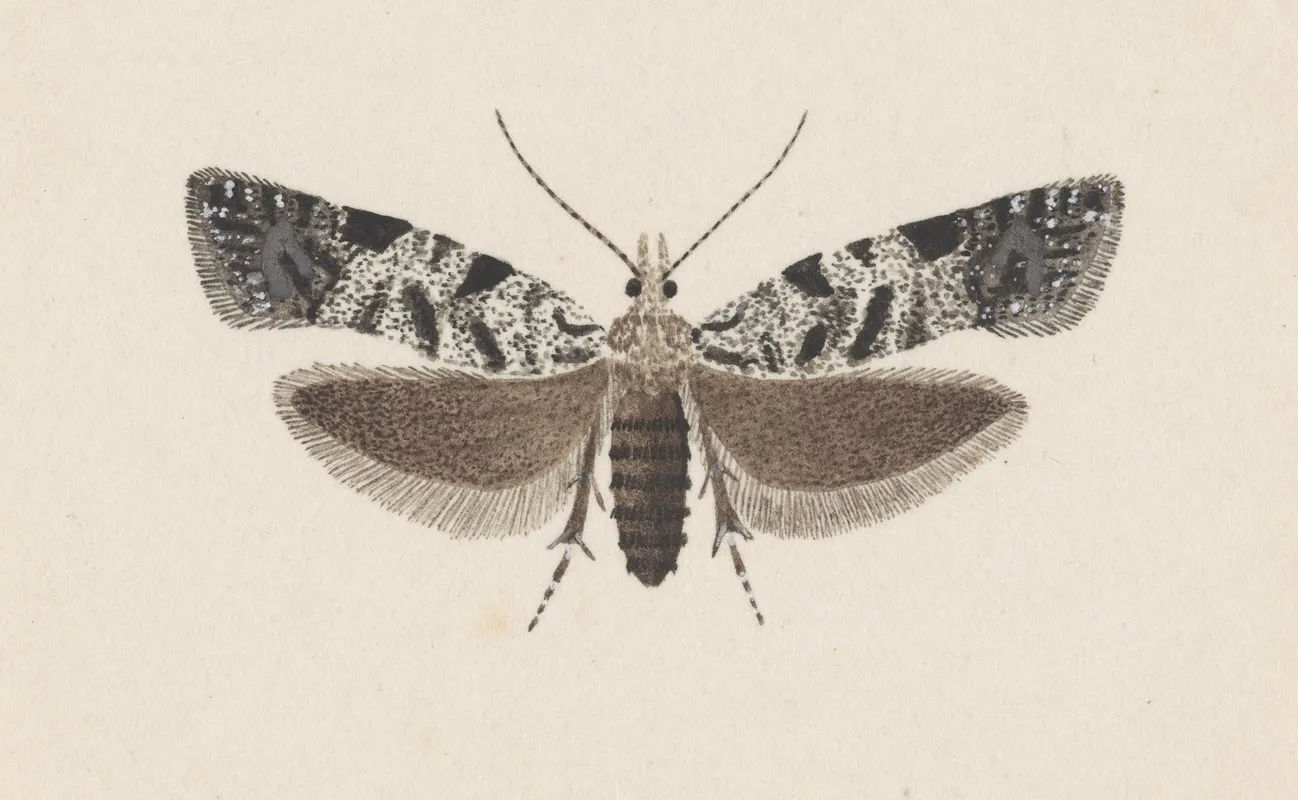 Entomology Watercolour Pl 100