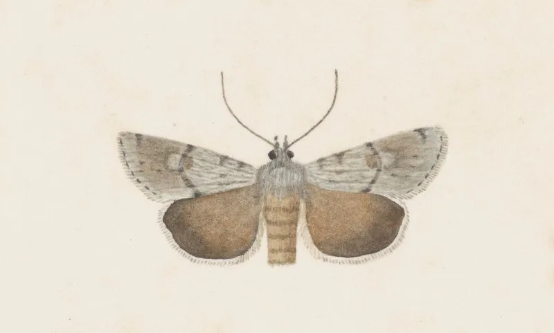 Entomology Watercolour Pl 109