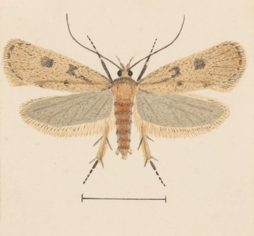 Entomology Watercolour Pl 133