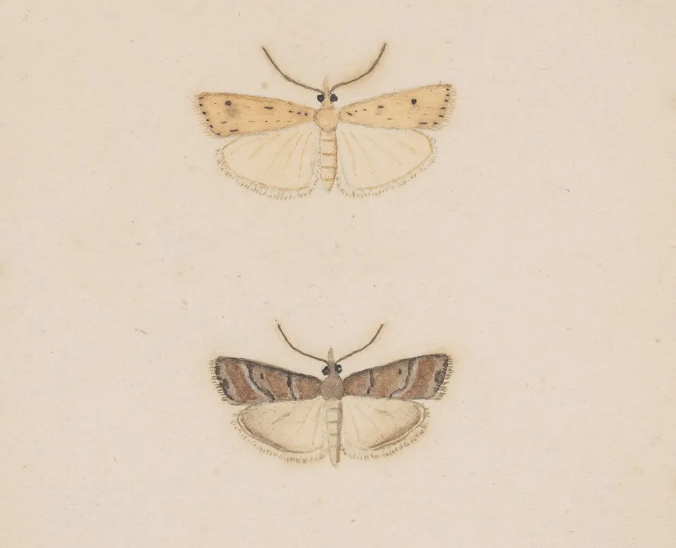 Entomology Watercolour Pl 134