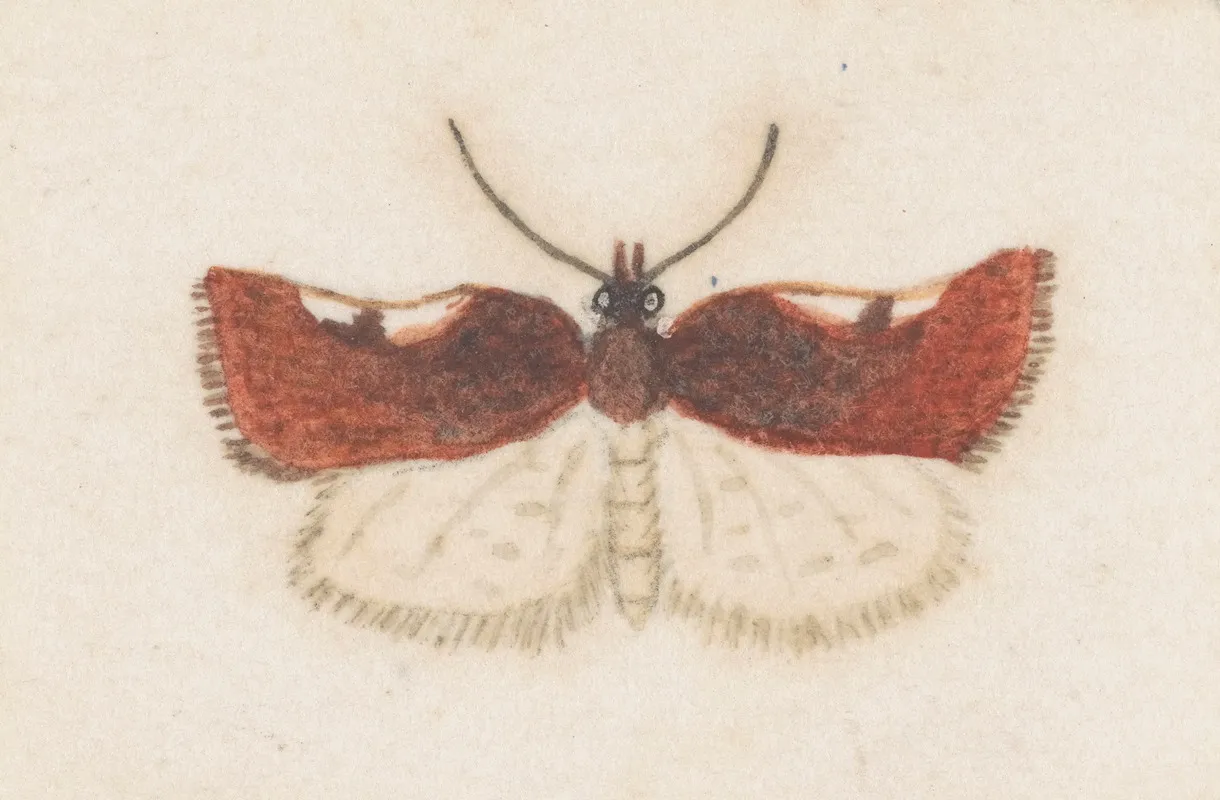 Entomology Watercolour Pl 147