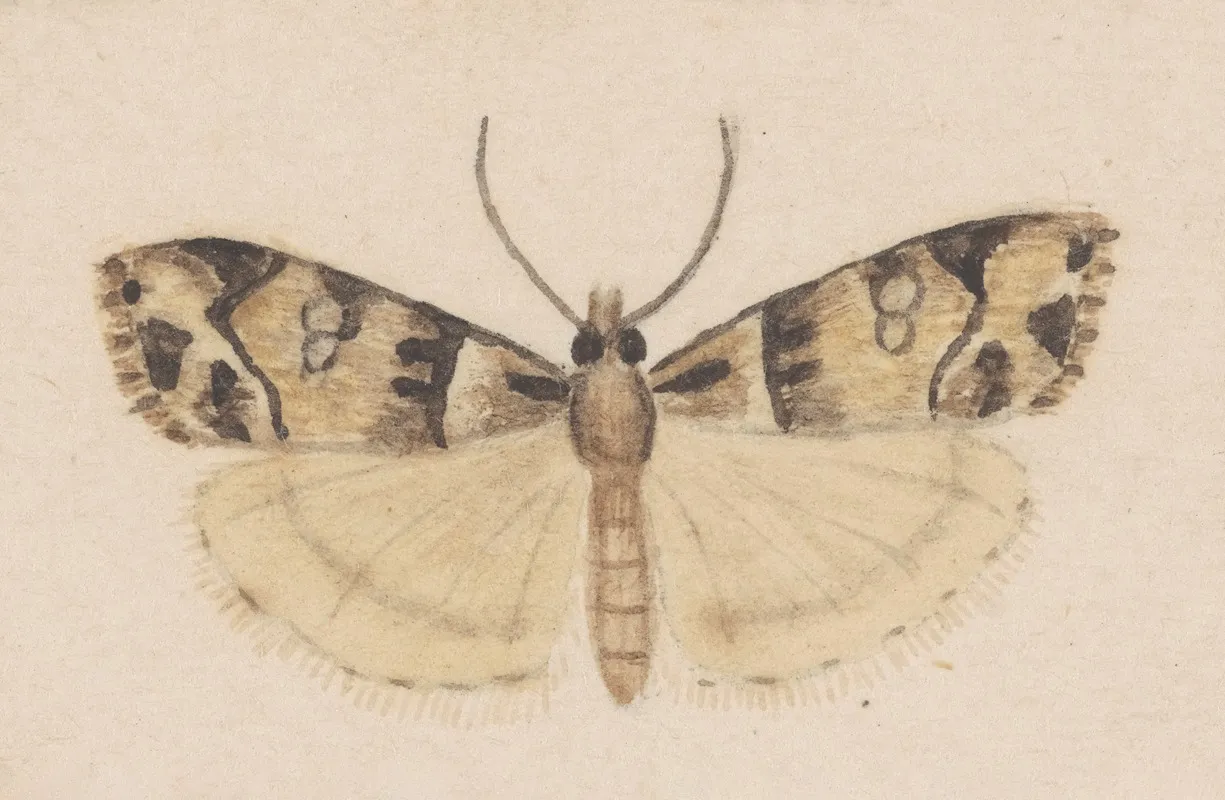 Entomology Watercolour Pl 148