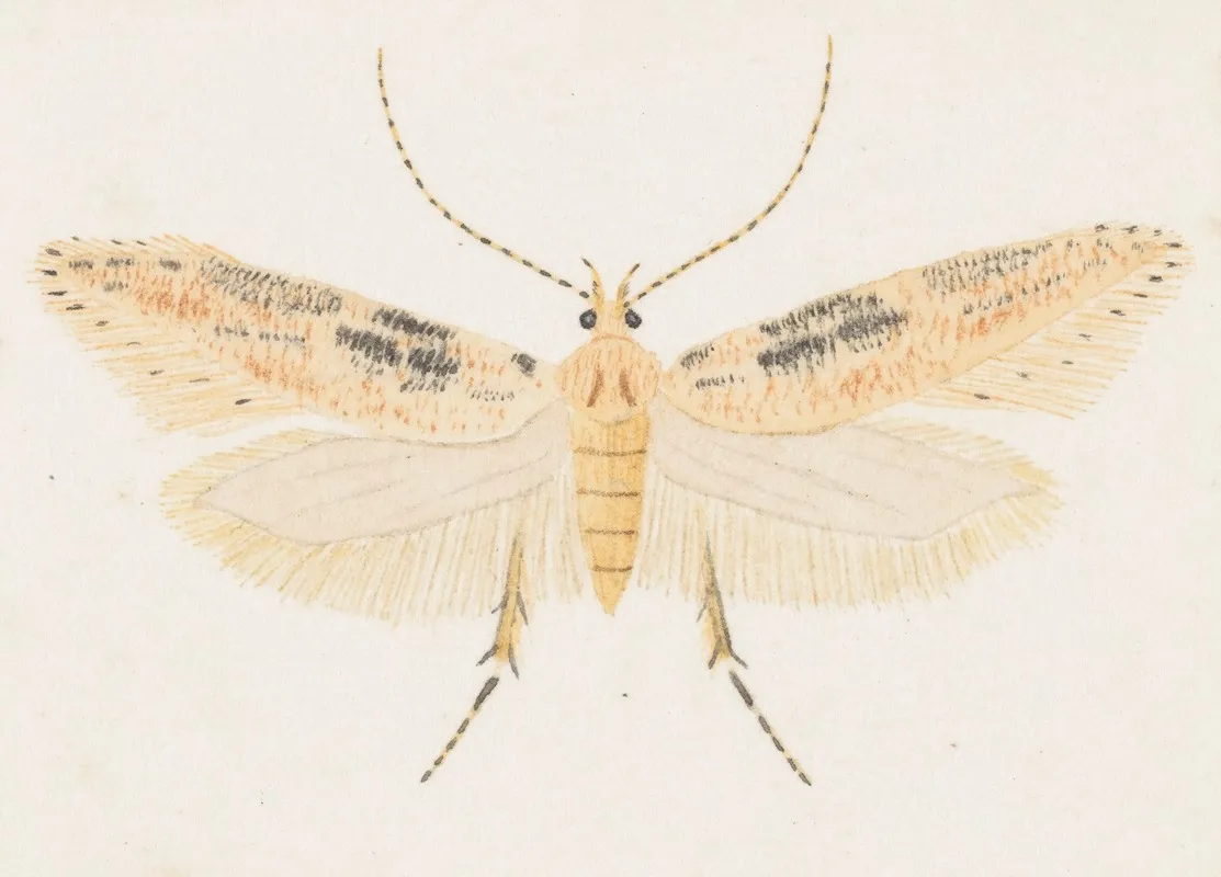 Entomology Watercolour Pl 153