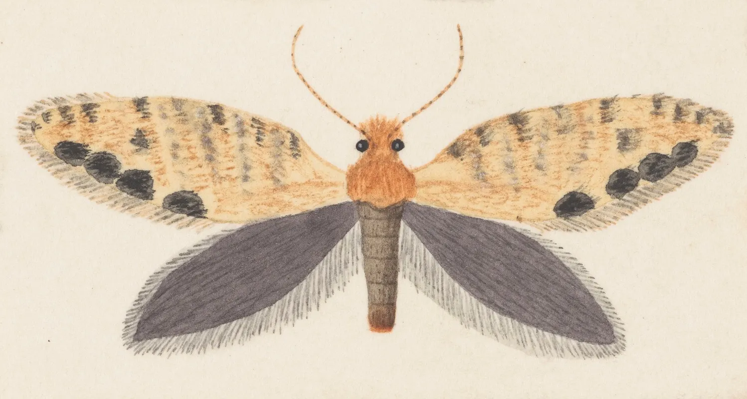 Entomology Watercolour Pl 158