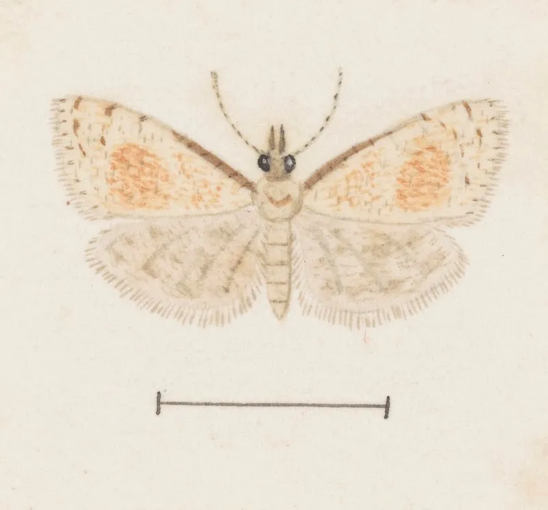 Entomology Watercolour Pl 161