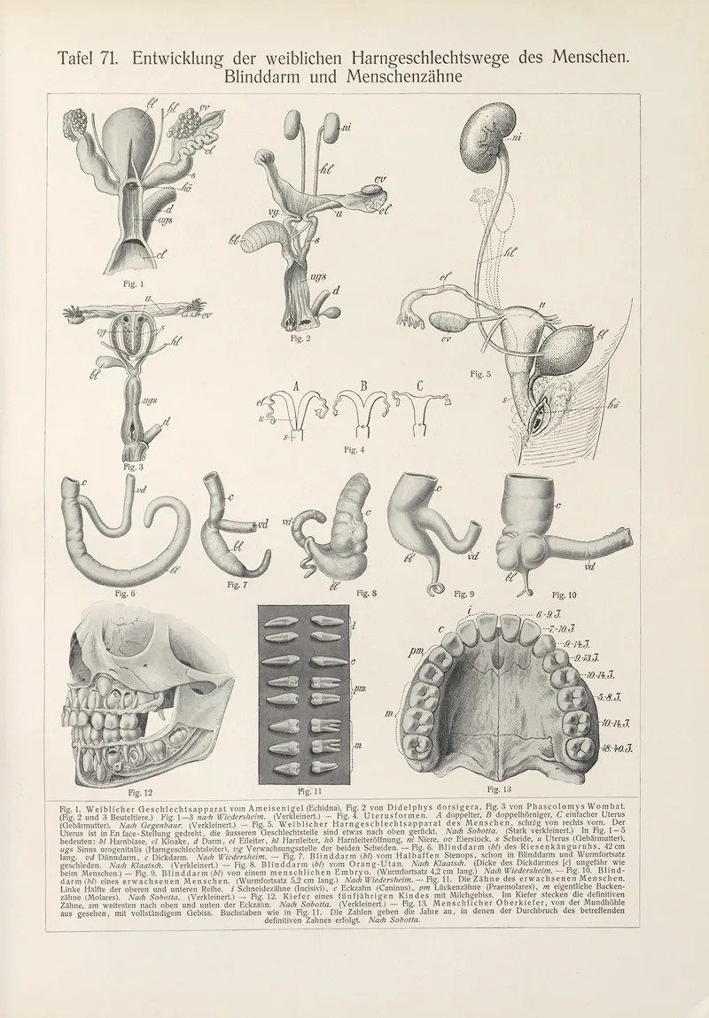 Entwicklung Der Weiblichen Harngeschlechtswege Des Menschen Blinddarm Und Menschenzahne by Konrad Guenther - Canvas Print