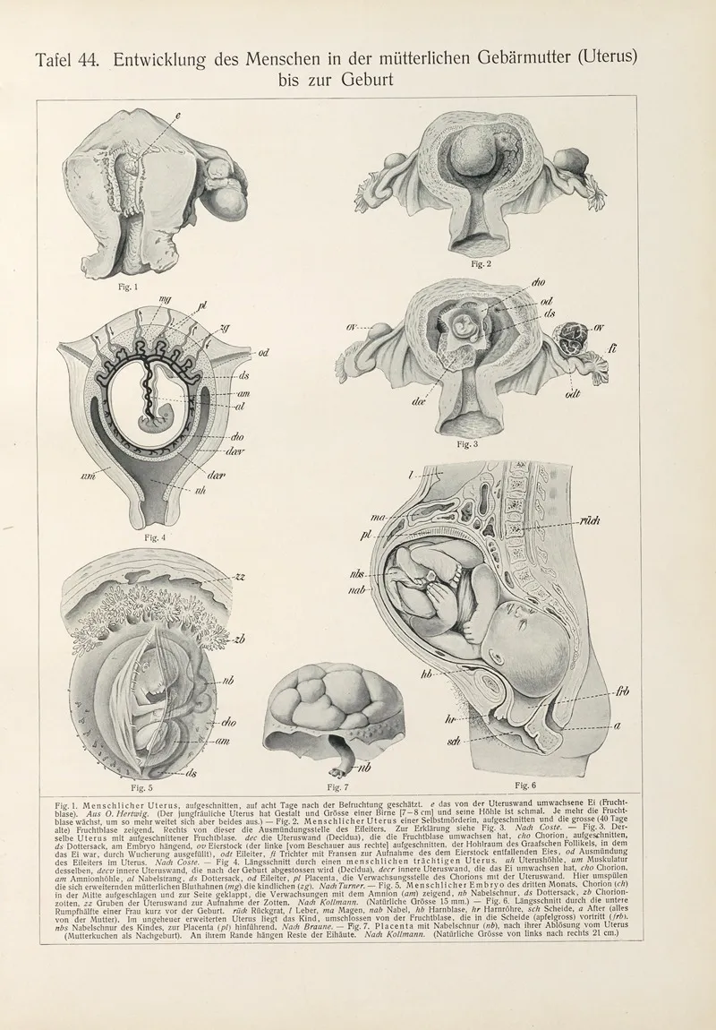 Entwicklung Des Menschen In Der Mutterlichen Gebarmutter Uterus Bis Zur Geburt by Konrad Guenther - Canvas Print